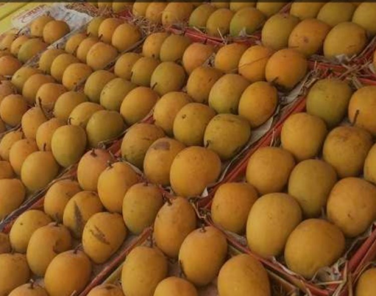 पुणेकरांनो, कोकणातील अस्सल गावरान हापूस, केशर,पायरी आंबा हवाय, तर चला मग पुणे 'झेडपी'च्या आंबा महोत्सवाला भेट देऊ यात...!