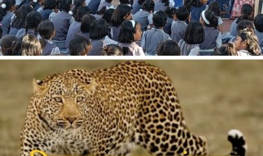 Raising awareness to protect against leopard attacks : मुलांनो, शाळेत एकटे जाऊ नका, रात्री घराबाहेर झोपू नका!