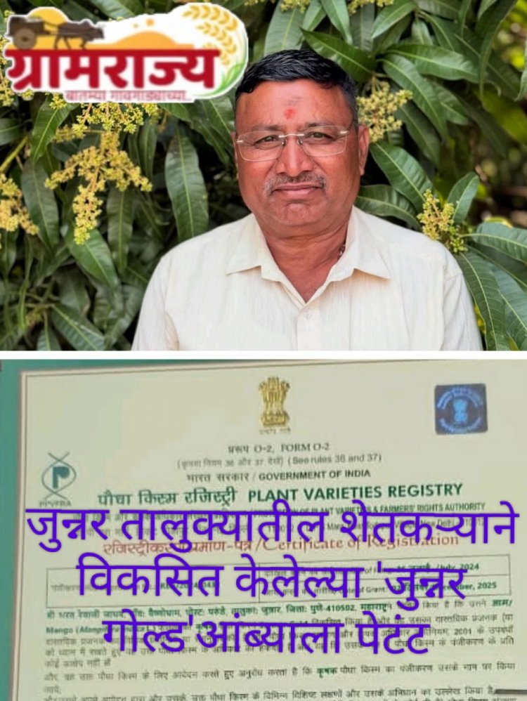 Junnar Gold' mango developed by a farmer from Junnar taluka gets patent :- जुन्नर तालुक्यातील शेतकऱ्याने विकसित केलेल्या 'जुन्नर गोल्ड' आंब्याला मिळाले पेटंट 